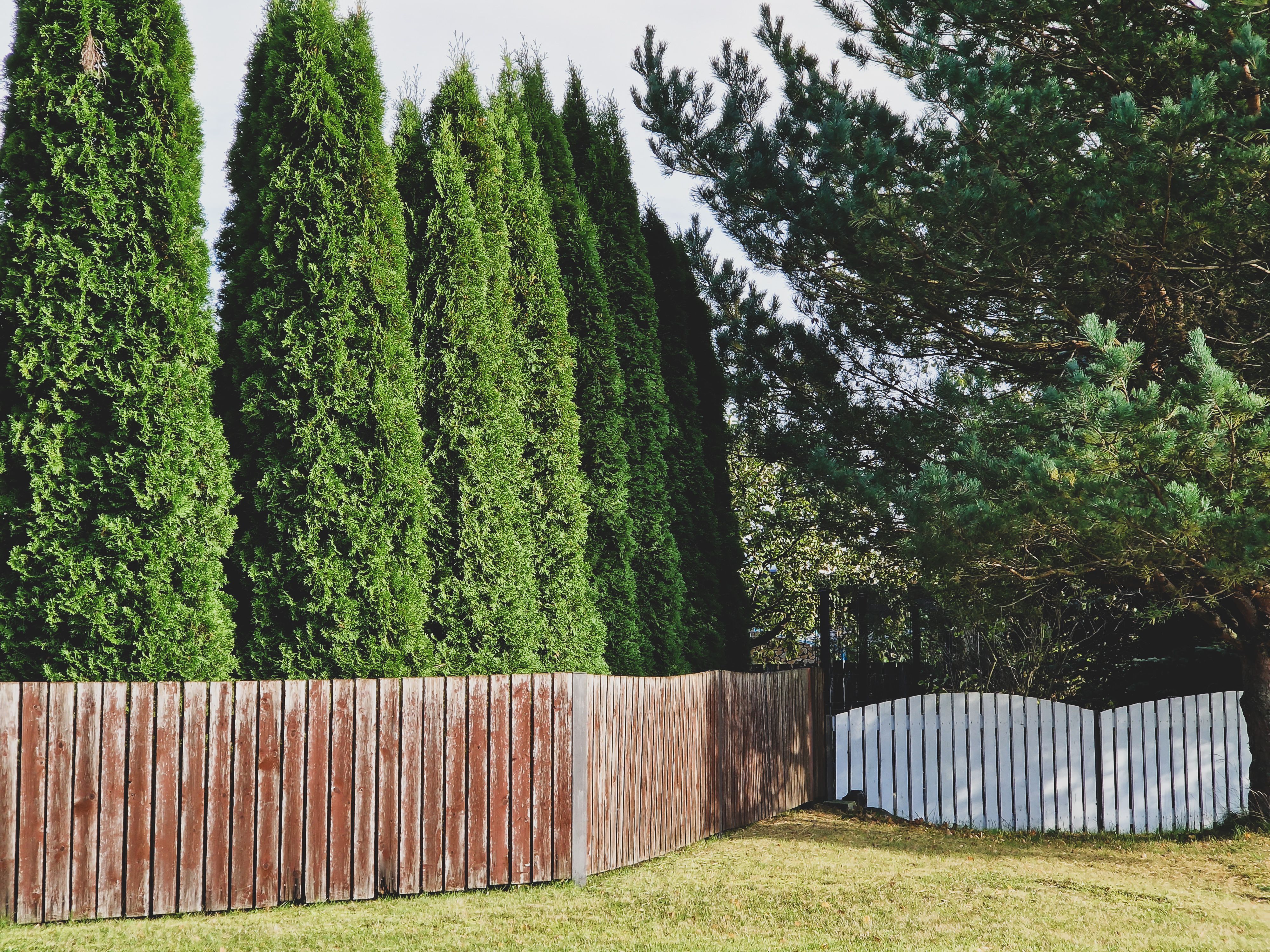 Row of thuja evergreen trees behind a weathered wooden fence for garden privacy