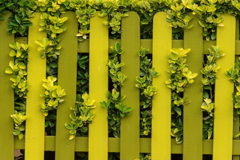 Bright green fence with lush climbing plants creating a natural, eco-friendly garden boundary