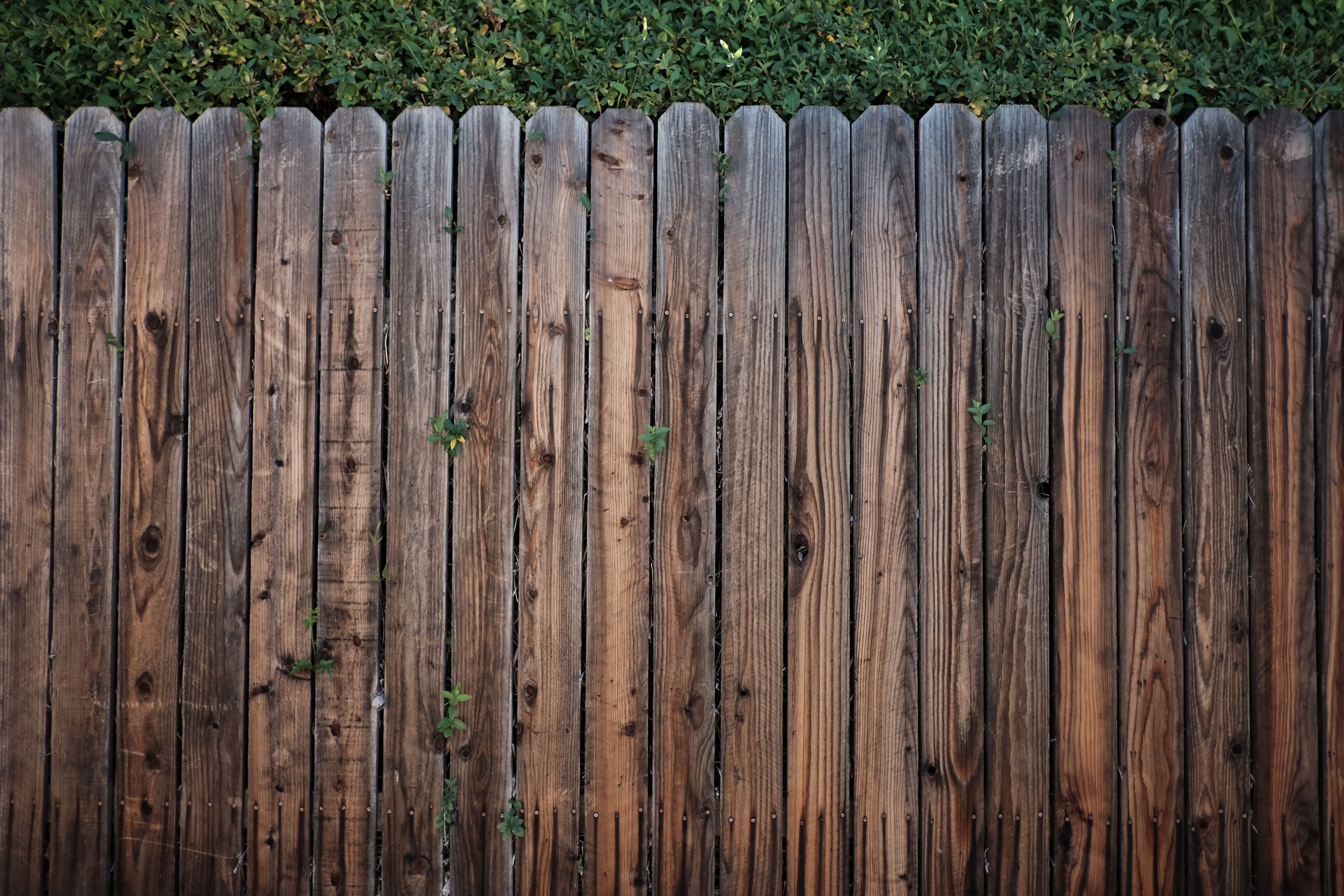 Rustic wooden garden fence overgrown with green foliage on a sunny day