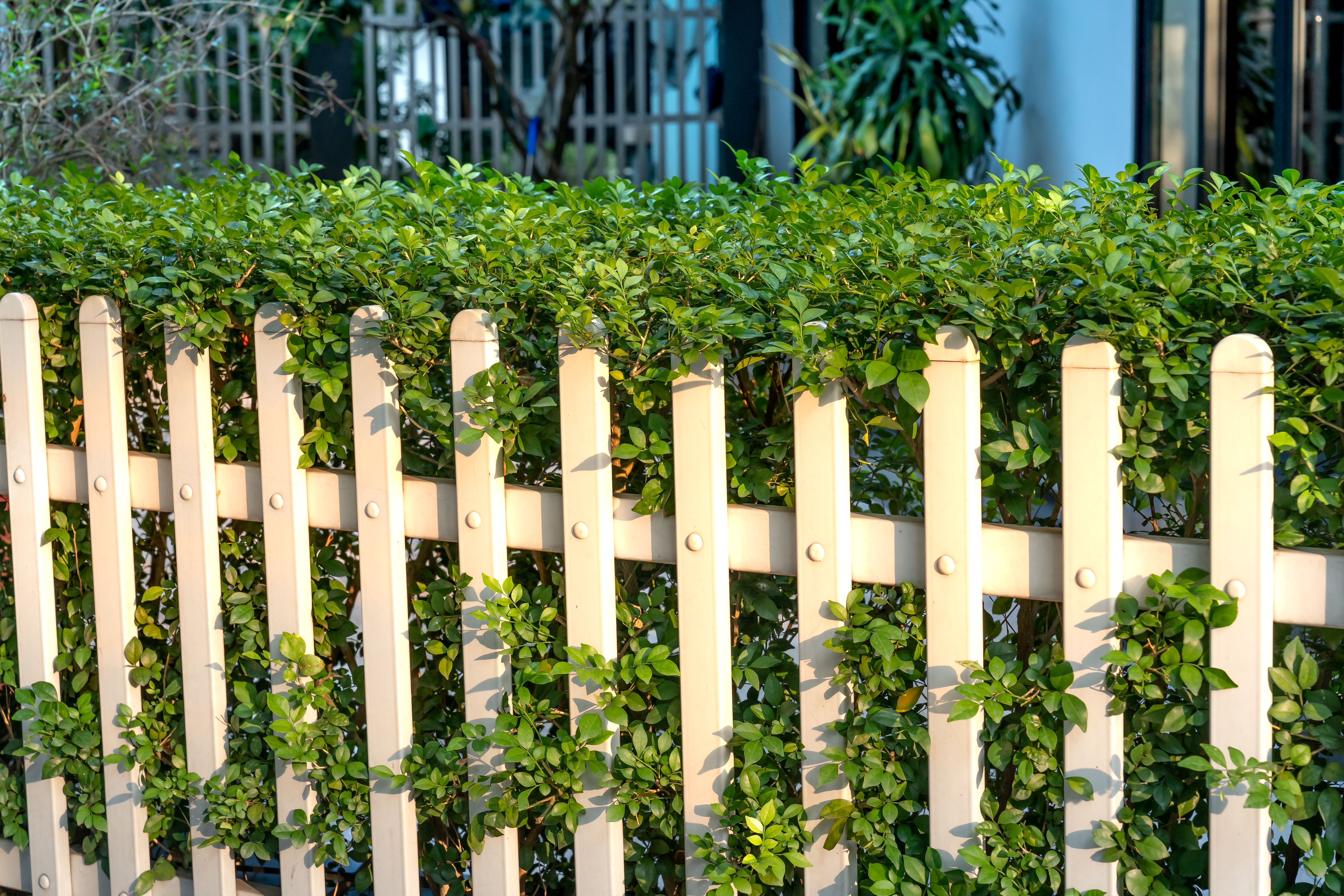 Sunlit white picket fence adorned with lush green plants in a serene garden