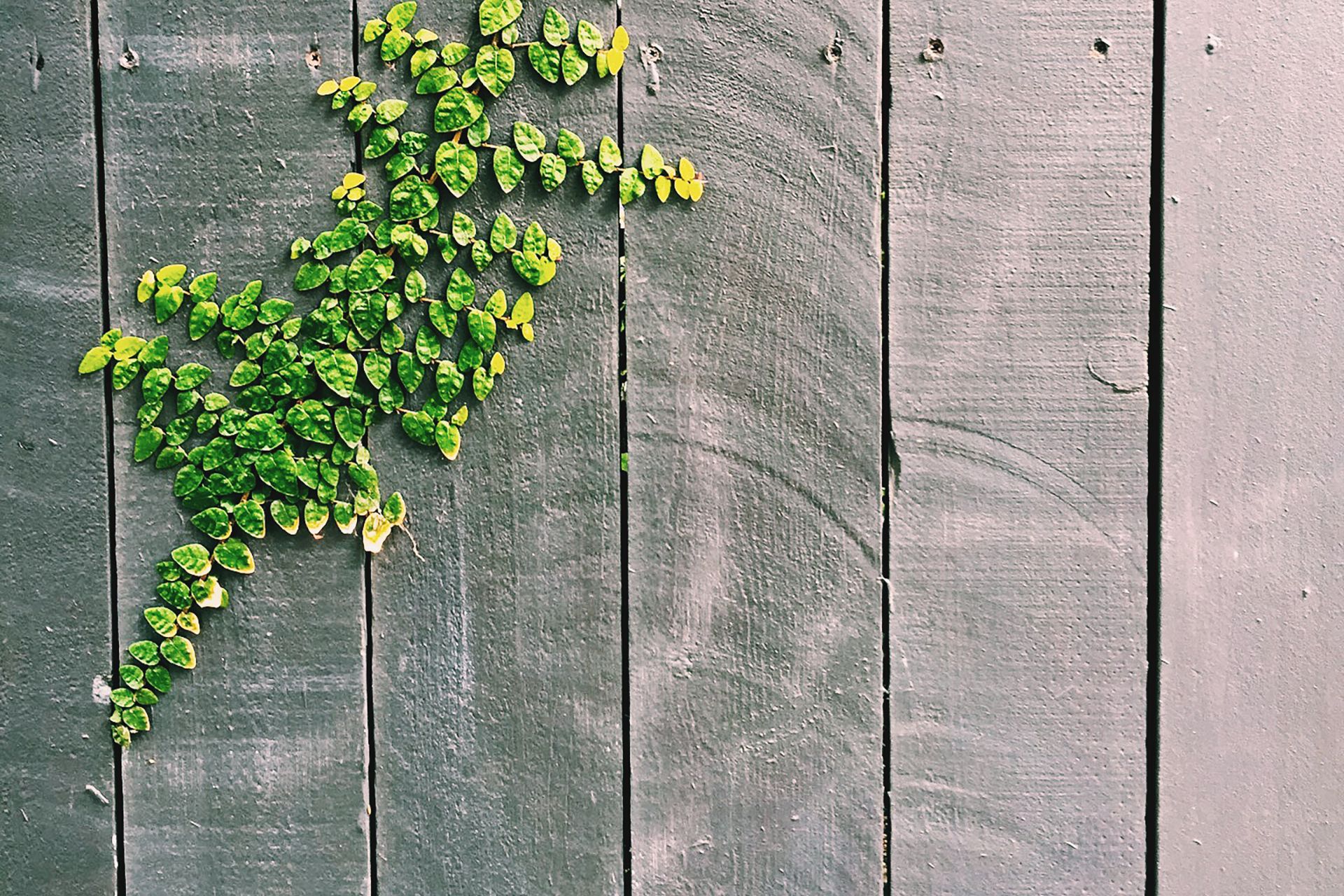 Lush green vines growing on a wooden garden fence creating a natural textured pattern
